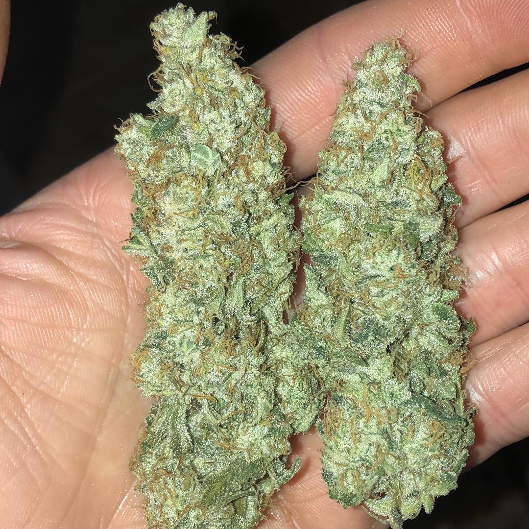 buy Durban Poison weed online