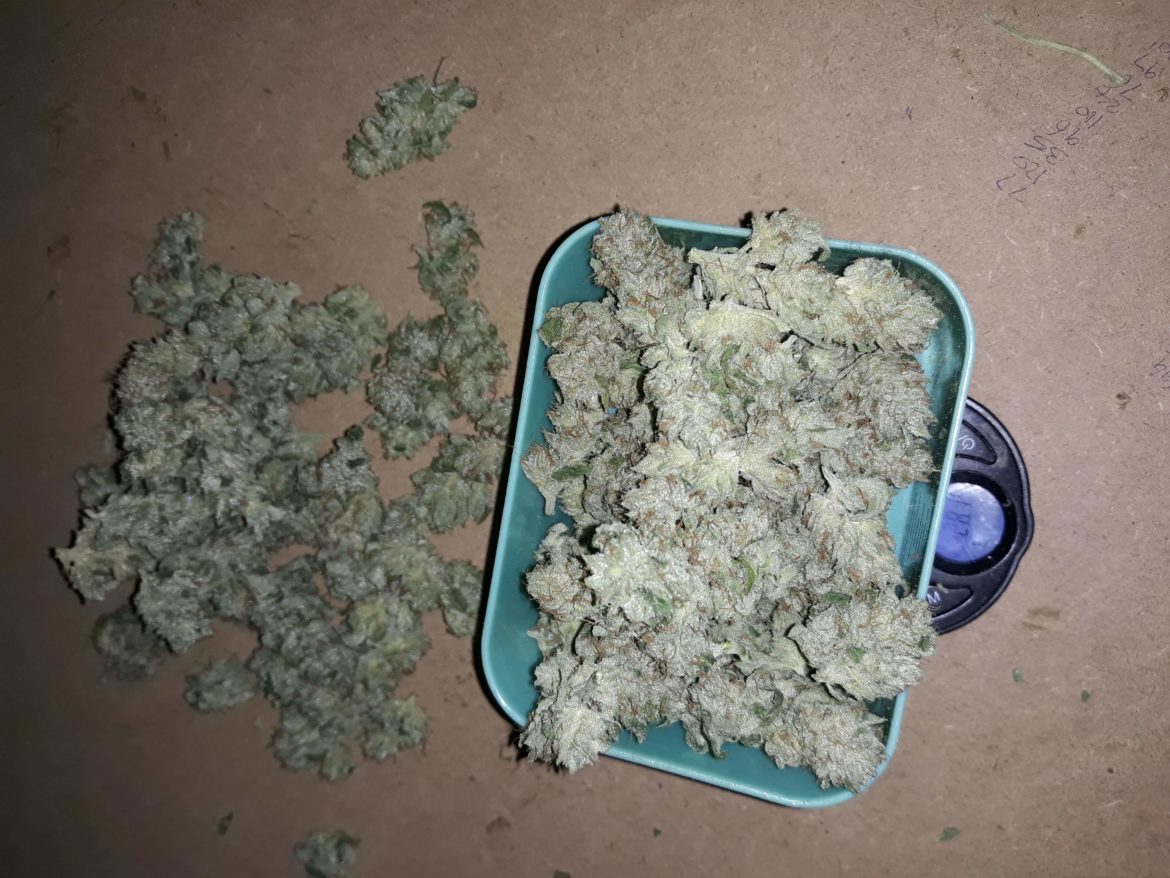 Buy Fat Banana online Buy OG Kush online Buy cannabis online Queensland Where to buy marijuana Buy Fat Banana Brisbane Buy weed online UK..SHOP NOW LEGIT