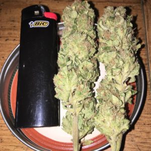 Where to buy G13 x Hash Plant, Buy weed in Florence-Italy Order weed in Santorini-Greece Looking to order weed in Amsterdam..Best and fast shipping shop