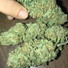 Where to buy legal cannabis in Australia Buy Marijuana in Australia Cannabis Market where to buy weed online Gold Coast Buy Medical marijuana in australia