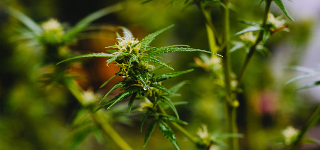 Legit Cannabis Dispensary in Australia