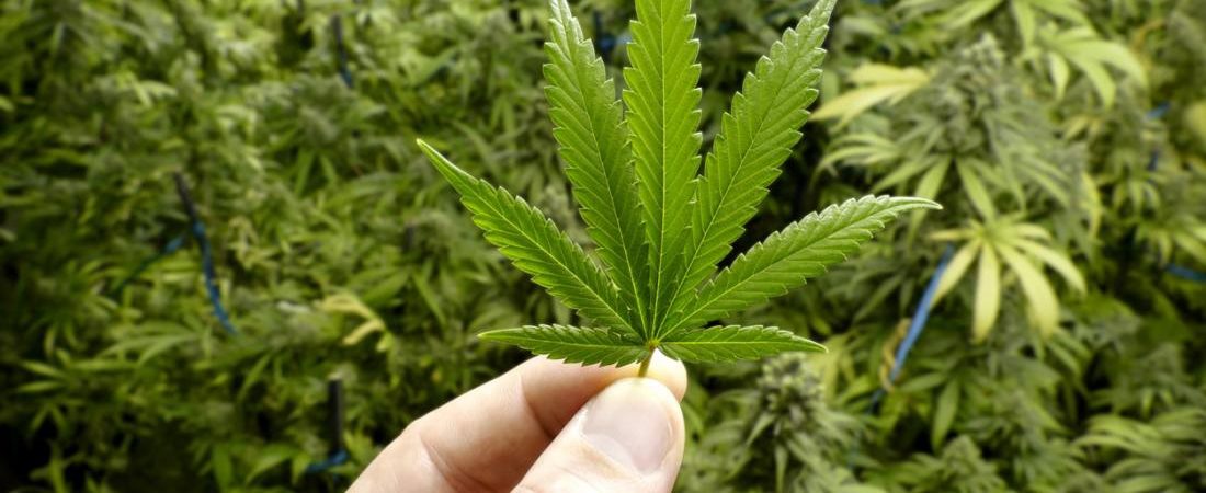 Buy legit weed in Australia