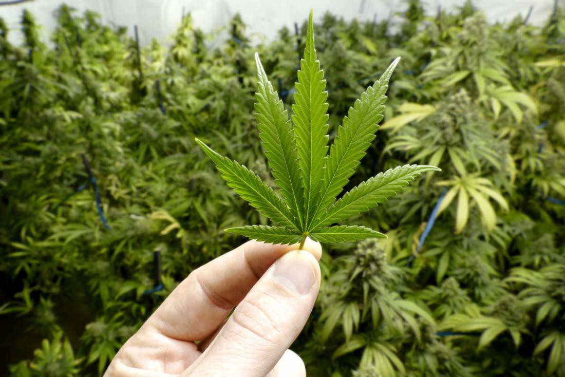 when will Australia Legal Marijuana?